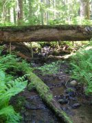 6.24-25.06 Memaloose Lake 016 